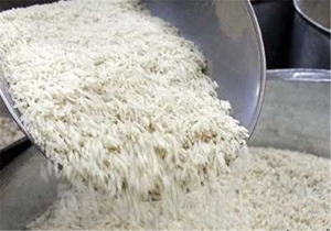 خریداری ۵۰ هزارتن برنج پرمحصول از شالیکاران مازندرانی