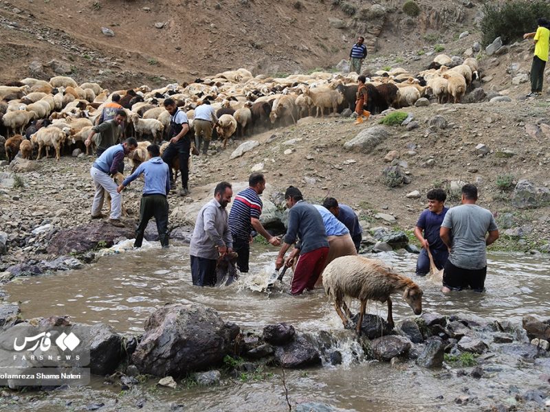 آیین سنتی “شورینگا” در کوهستان چالوس