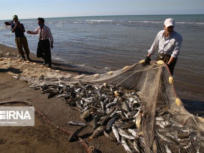 صید ماهیان استخوانی دریای خزر آغاز شد