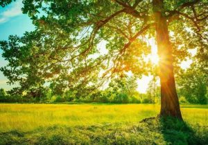 هوای گرم و آفتابی در مازندران