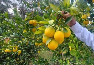 جهان‌گردی مرکبات مازندران