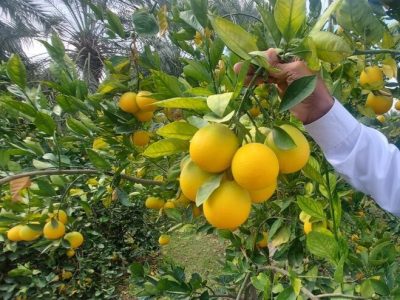 جهان‌گردی مرکبات مازندران