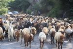 آغاز کوچ دامداران به مراتع ییلاقی غرب مازندران