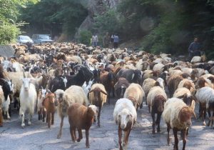آغاز کوچ دامداران به مراتع ییلاقی غرب مازندران