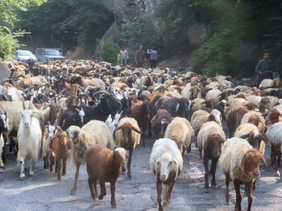 آغاز کوچ دامداران به مراتع ییلاقی غرب مازندران