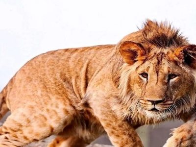 یک قلاده شیر در مجموعه گردشگری الیمالات نور تلف شد