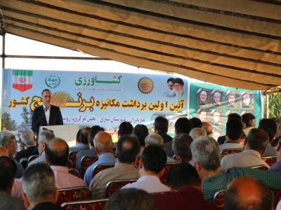 تضمین خریدبرنج کشاورزان بالاتر از قیمت تمام‌شده