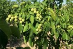 پیش‌بینی برداشت ۱۰۰۰ تن گردو از باغات چالوس