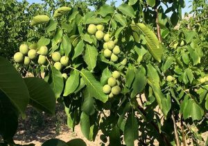 پیش‌بینی برداشت ۱۰۰۰ تن گردو از باغات چالوس