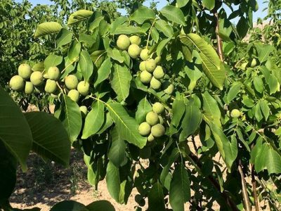 پیش‌بینی برداشت ۱۰۰۰ تن گردو از باغات چالوس