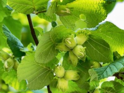 برداشت ۲۹۵ تن فندق از اراضی شهرستان نور