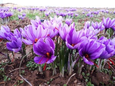 توزیع ۴ تن پیاز زعفران در شهرستان نکا