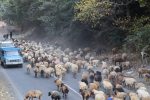 پایان فصل تعلیف در مراتع کوهستانی چالوس / دامداران به مناطق پایین‌دست کوچ کردند