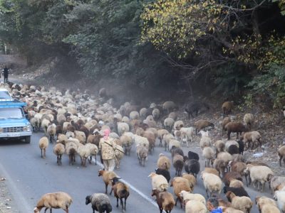 پایان فصل تعلیف در مراتع کوهستانی چالوس / دامداران به مناطق پایین‌دست کوچ کردند