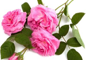 «گل سرخ» زیر سایه غفلت / میراث ایران در دستان عربستان