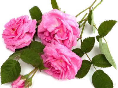 «گل سرخ» زیر سایه غفلت / میراث ایران در دستان عربستان