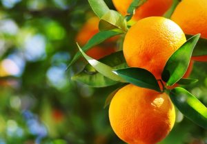 شناسنامه‌دار شدن ۳۷۵۰ هکتار باغ در بابل