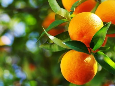 شناسنامه‌دار شدن ۳۷۵۰ هکتار باغ در بابل