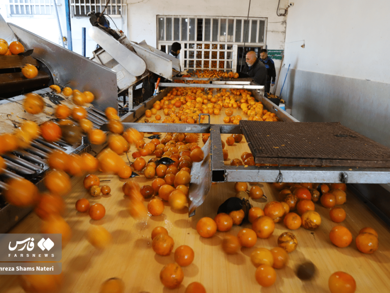 فرآوری کُنسانتره پرتقال در رامسر