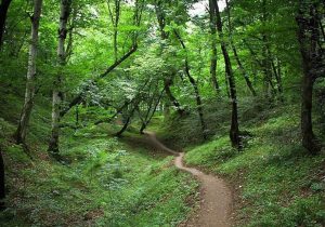 وابستگی ۸۰ درصد معیشت جوامع محلی به جنگل