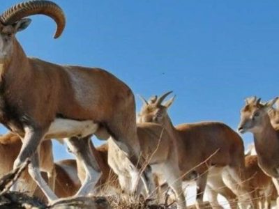 لاشه ۷ رأس کل و بز وحشی در مازندران کشف شد