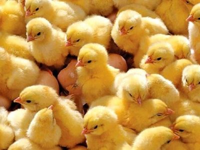 جوجهریزی یک میلیون و ۱۷۲ هزار و ۲۲۰ قطعهای در بهشهر