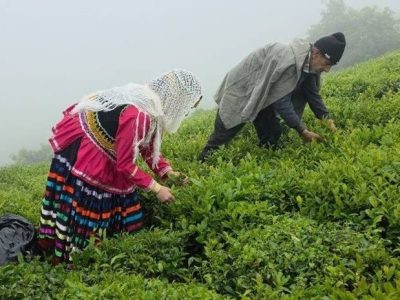 پرداخت ۶۳ میلیارد تومان از مطالبات چایکاران شمال کشور