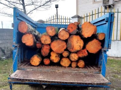 توقیف ۲ محموله چوب قاچاق در غرب مازندران