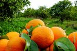 حمله گسترده مگس میوه به باغات مرکبات مازندران