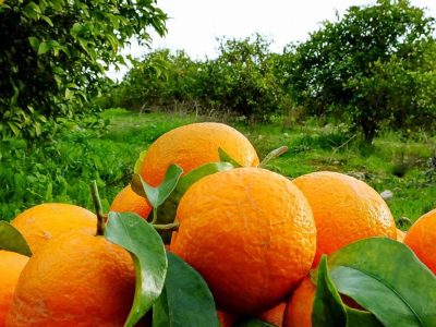 حمله گسترده مگس میوه به باغات مرکبات مازندران